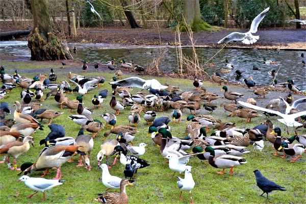 Park Amsterdam Met Dieren Vondelpark Amsterdam Tijdens Herfst Bewolkt Weer — Stockfoto