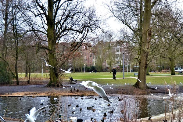 Parque Amsterdam Con Animales Vondelpark Amsterdam Durante Otoño Clima Nublado — Foto de Stock