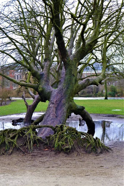 Stort Träd Vondelpark Amsterdam Välte Stora Plana Träd Vondelpark Mulet — Stockfoto