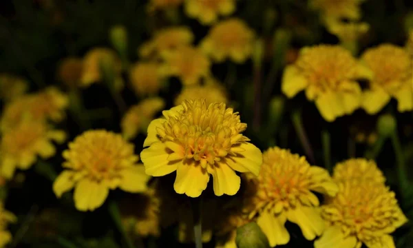 Bloem Nachts Sluit Foto Gele Bloemen Foto Genomen Tijdens Nacht — Stockfoto