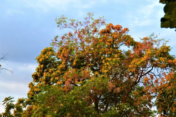 Färger Bulgarien Hösten Färger Bulgarien Hösten Färgglada Träd Med Blå — Stockfoto