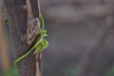 Dalın etrafına sarılmış yeşil sarmaşık. Tahta bir ağaç dalına sarılmış yeşil fasulye fidanı. Fotoğrafı kapat..