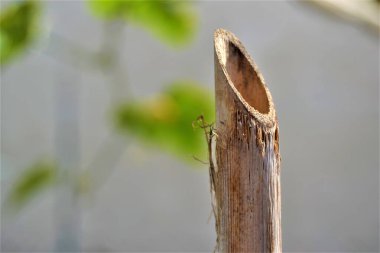 Reed açısı kesildi. Kapalı fotoğraf. Kırmızı ve yeşil üzüm yaprağı arka planında 45 derecelik açıyla reedsprey kesimi.