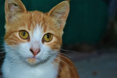 Güzel ve yeşil gözleri olan renkli bir kedi. Yakın plan kedi fotoğrafları. Şirin kediler fotoğraf makinesine poz verir gibi oturur.