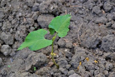 Küçük yeşil fidan ve siyah toprak. Yerden filizlenen küçük bir fasulye tohumu.