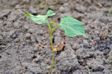 Küçük yeşil fidan ve siyah toprak. Yerden filizlenen küçük bir fasulye tohumu.