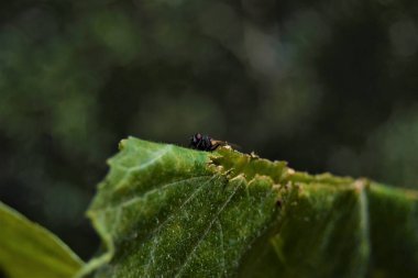 Sarı yaprakların üzerindeki sinekler. Büyük bir sinek, kurumuş bir yaprağa yerleşir..