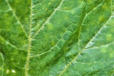 Yeşil ve büyük balkabağı yaprağı ve üzerinde sarı damarlar var. Kapat ve makro fotoğraf.