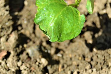 Küçük yeşil fidan ve siyah toprak. Yerden filizlenen küçük bir fasulye tohumu.