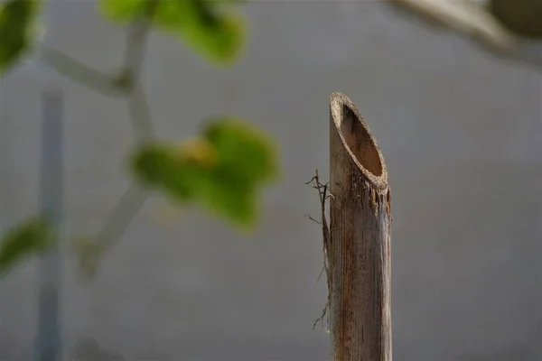 Reed Ângulo Corte Fotografia Fechada Reedmace Corte Com Ângulo Graus — Fotografia de Stock