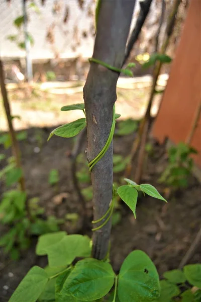 Hera Verde Enrolado Torno Ramo Semente Feijão Verde Envolto Torno — Fotografia de Stock