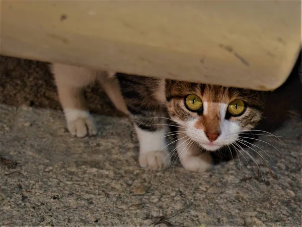 Bunte Katze Mit Ihren Schönen Und Grünen Augen Close Katzenfotos — Stockfoto