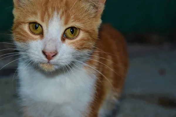 美しく緑の目をしたカラフルな猫 クローズアップ猫の写真 かわいい猫は写真機のポーズのように座っている — ストック写真