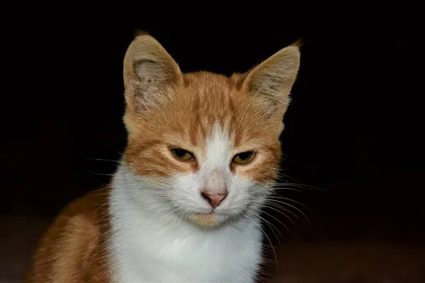 Gato Colorido Con Sus Hermosos Verdes Ojos Fotos Primer Plano — Foto de Stock