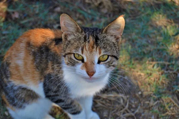 Bunte Katze Mit Ihren Schönen Und Grünen Augen Close Katzenfotos — Stockfoto