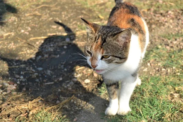 美しく緑の目をしたカラフルな猫 クローズアップ猫の写真 かわいい猫は写真機のポーズのように座っている — ストック写真