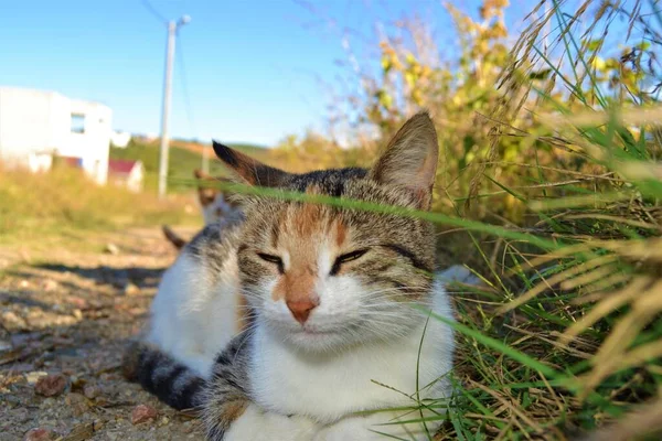 Barevná Kočka Krásnýma Zelenýma Očima Fotky Blízka Roztomilé Kočky Sedí — Stock fotografie