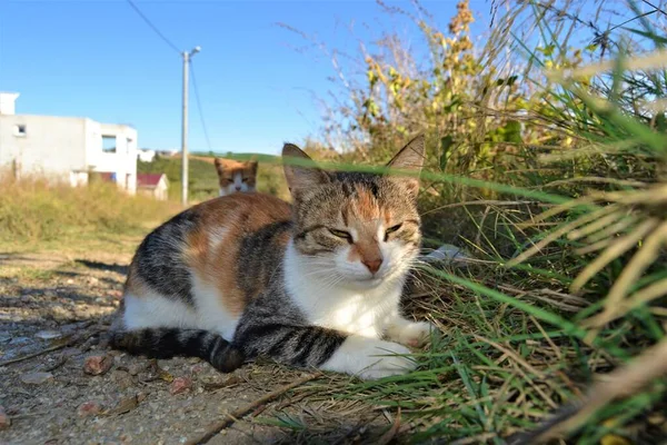 Güzel Yeşil Gözleri Olan Renkli Bir Kedi Yakın Plan Kedi — Stok fotoğraf