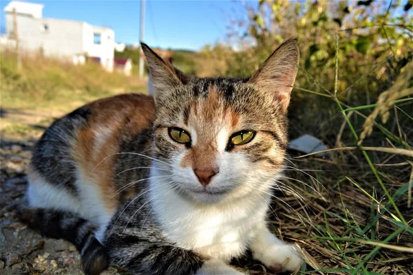 Güzel Yeşil Gözleri Olan Renkli Bir Kedi Yakın Plan Kedi — Stok fotoğraf