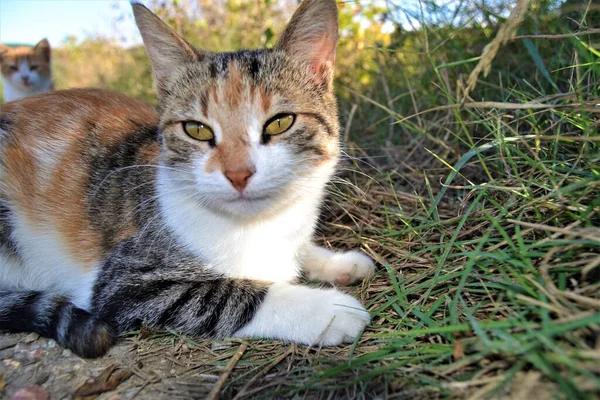 Färgglad Katt Med Sina Vackra Och Gröna Ögon Närbild Katten — Stockfoto