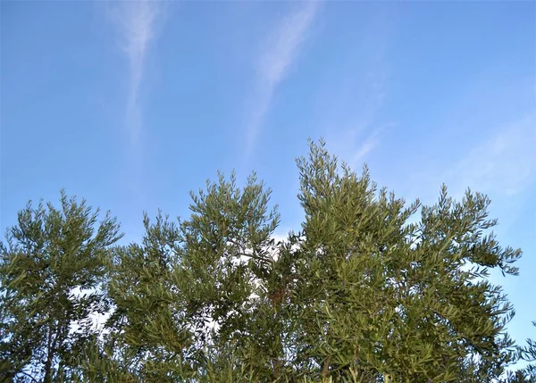 蓝天背景的橄榄树 在阳光灿烂的日子里 橄榄树伸向蓝白的天空 — 图库照片