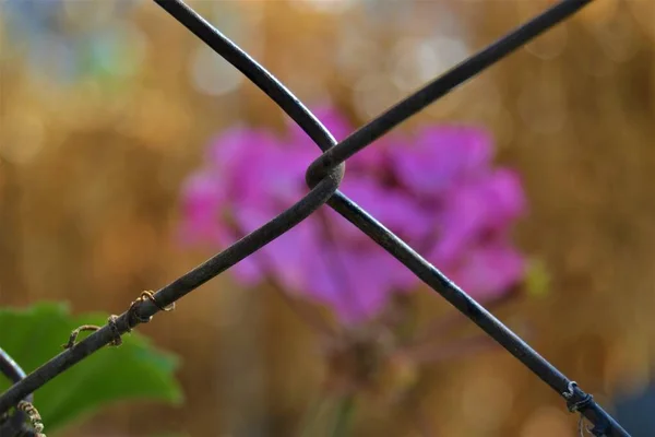 Purple flowers and fence wire. Purple flowers and blurred dried sweet corns and  yellow background and fence wires in front of them.