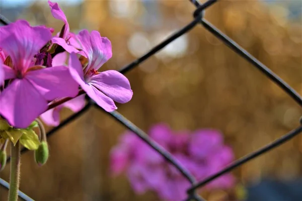 Фиолетовые Цветы Проволока Фиолетовые Цветы Размытые Сушеные Сладкие Мозоли Желтый — стоковое фото