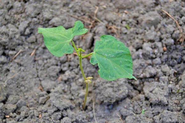 Küçük yeşil fidan ve siyah toprak. Yerden filizlenen küçük bir fasulye tohumu.