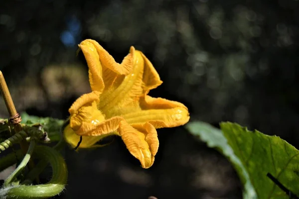 Yellow Squash Blossoms Its Leaves Close Photo Flower Pumpkin Blurred — Stock Photo, Image