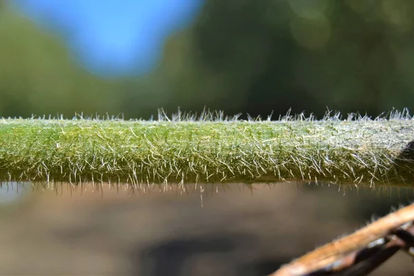 Green Prickly Pumpkin Branch Close Pumpkin Branch Background Blur Garden — Stock Photo, Image