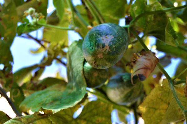 Fundo Dos Pepinos Meio Verde Meio Plantas Secas Folha Verde — Fotografia de Stock