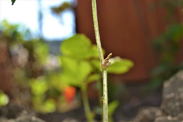 Pequena Brotação Verde Solo Preto Crescimento Uma Pequena Plântula Feijão — Fotografia de Stock