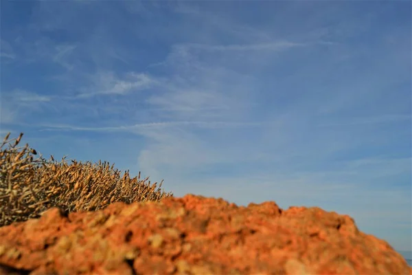 Желтый Синий Вместе Yellow Shrubbery Blue Sky White Clouds Red — стоковое фото