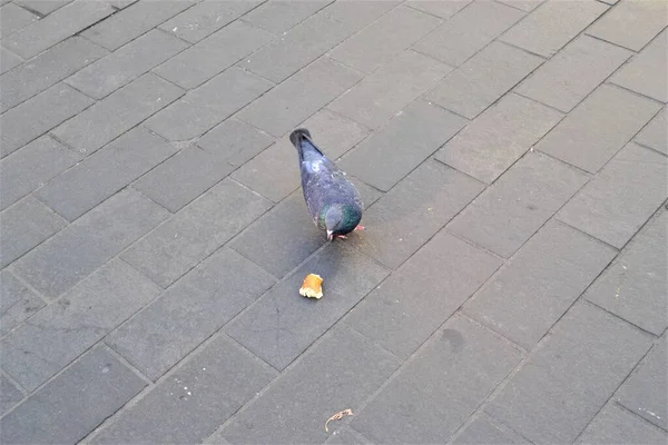 Pigeon Bread Meal Leipzig Street Pigeon Found Its Meal Walk — Stock Photo, Image