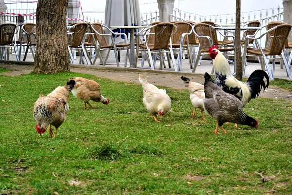 Kurczęta Pobliżu Kawiarni Świeżym Powietrzu Grupy Kurcząt Żywią Się Trawą — Zdjęcie stockowe