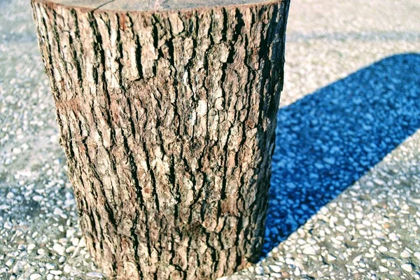 Nasse Und Geschnittene Holzstücke Stehen Auf Betonböden Sonnenschein Erhellt Und — Stockfoto