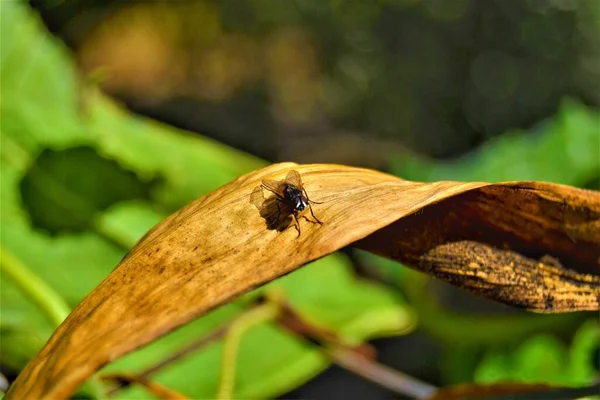 Housefly on the yellow leaves. Big size a housefly settles in a leaf which became dry.