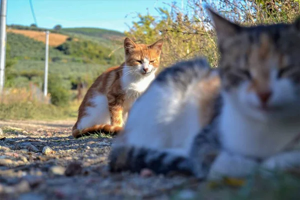 Kedi Bir Arada Durur Biri Odaklanmış Diğeri Ise Bir Köyde — Stok fotoğraf