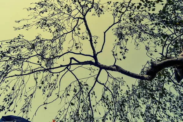Αποξηραμένα Κλαδιά Δέντρων Φόντο Τον Ουρανό — Φωτογραφία Αρχείου