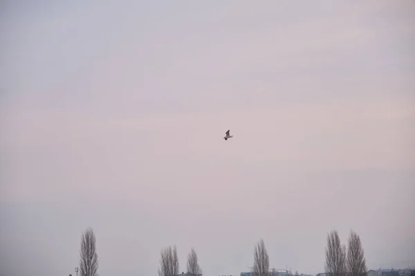 Pájaros Cielo Clima Nublado Muy Nublado Durante Sol Bursa Sky — Foto de Stock