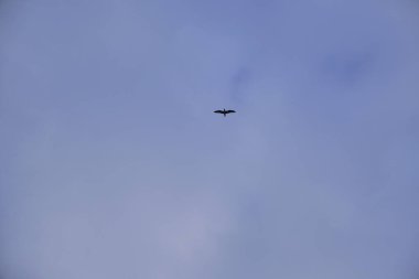 Gökyüzünde yalnız kuşlar bulutlu ve kasvetli arka planda.