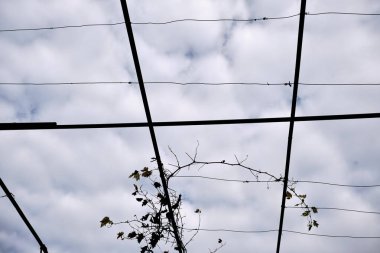 Bulutlu ve kurumuş asma arkaplan.