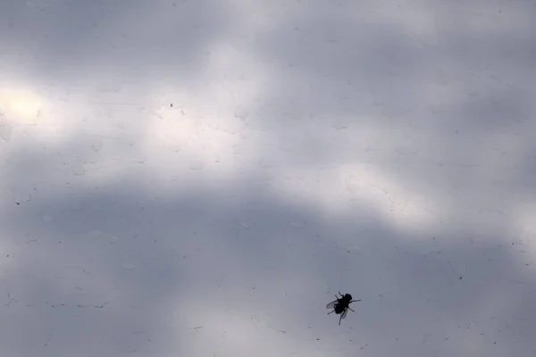 Housefly Dirty Glass Window Blurred Overcast Cloudy Sky Background — Stock Photo, Image