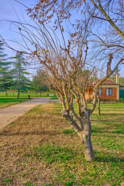 Sonbaharda yürüyüş yolunun yanında eski ve solmuş ağaçlar ve güneşli bir günde küçük ve kırmızı eski bir evin arka planı..