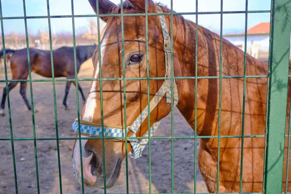 Cavalos Solitários Atrás Cercas Verdes Uma Fazenda Cavalos — Fotografia de Stock