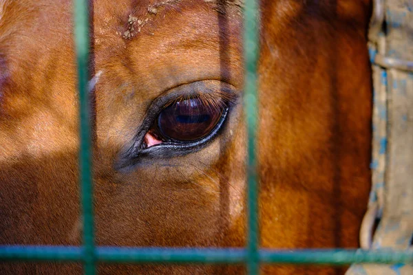 Cavalo Sozinho Solitário Seu Magnífico Olho Marrom Ficam Tão Tristes — Fotografia de Stock