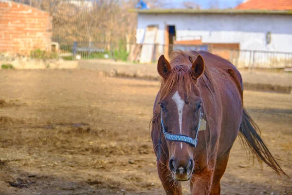 Cavalo Sozinho Solitário Fazenda Eles Estão Andando Lama Solo Durante — Fotografia de Stock