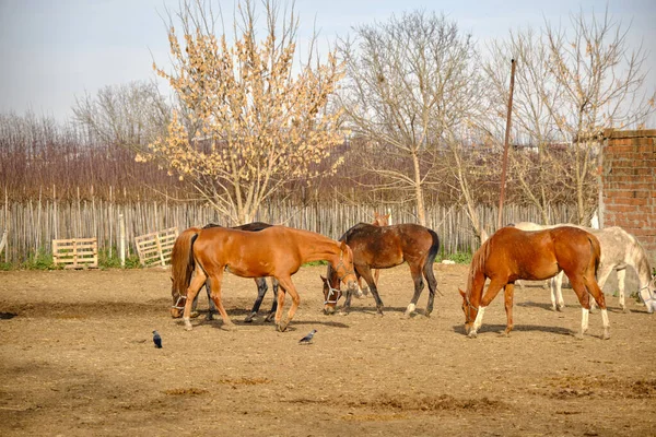 Grupos Cavalos Marrons Fazenda Eles Estão Andando Lama Solo Durante — Fotografia de Stock