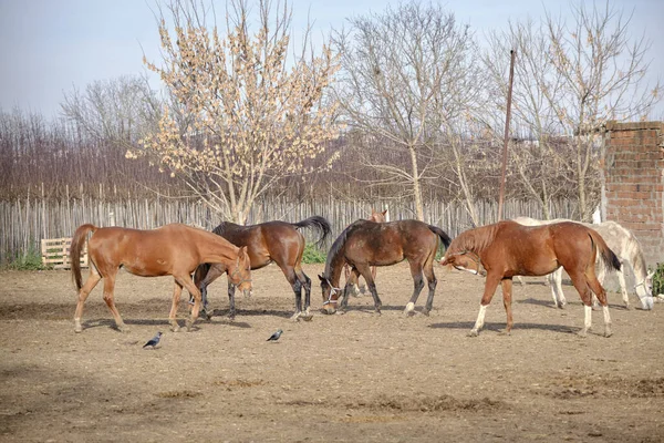 Grupos Cavalos Marrons Fazenda Eles Estão Andando Lama Solo Durante — Fotografia de Stock