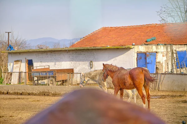 Groupes Chevaux Bruns Dans Ferme Ils Marchent Sur Boue Sol — Photo